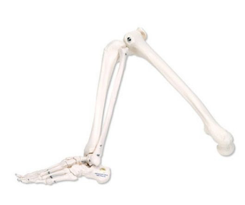 3B Skeleton Leg Model