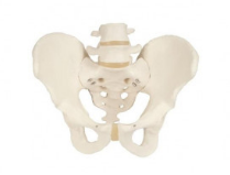 Pelvis Skeleton