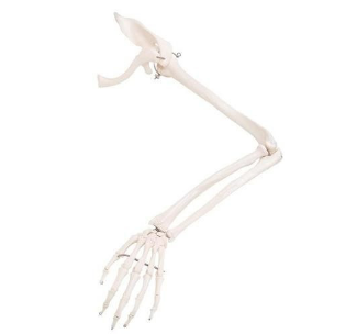 Skeleton Arm Model