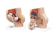 Female Childbirth Pelvic Model