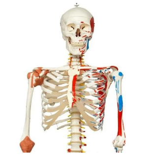 Full Skeleton Model with Paint