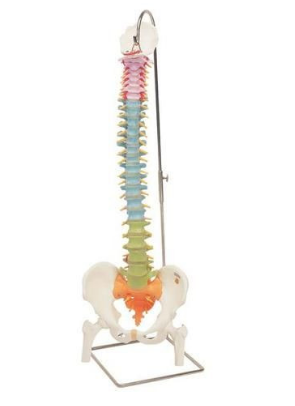 Human Flexible Spine Model