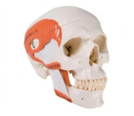 TMJ Human Skull Model