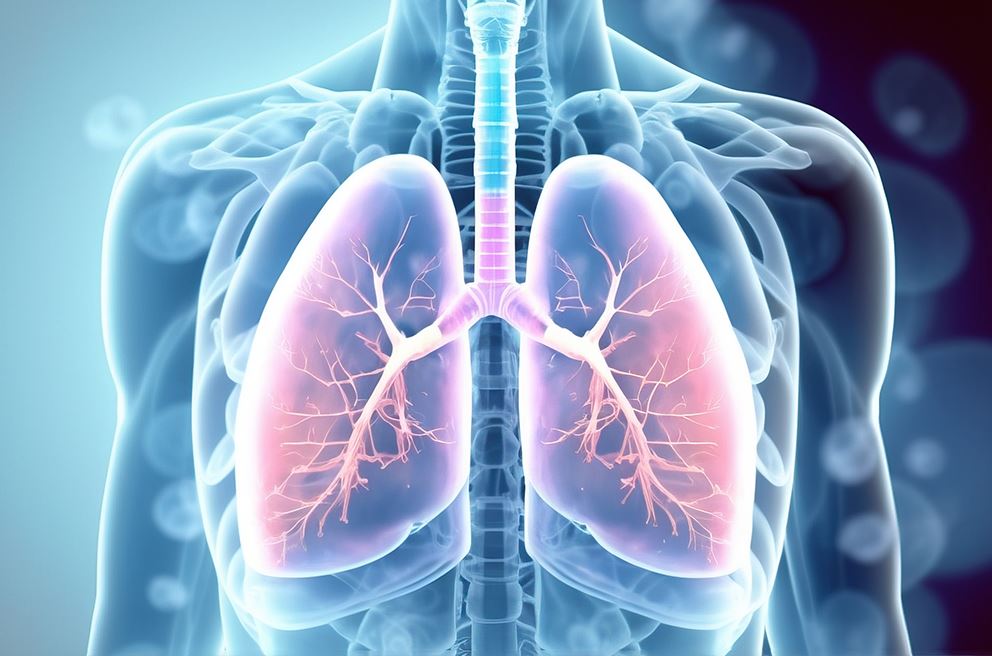 Lungs