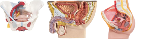 Male and Female Pelvic Models w/ Removable Internal Structures and Median Views