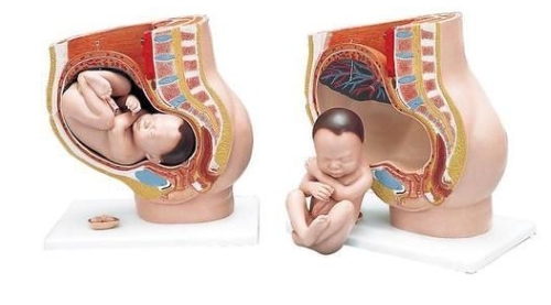 Female Pelvis Models with Baby in Womb