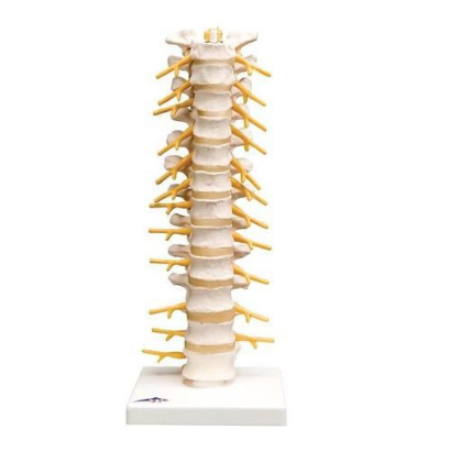 Thoracic Vertebrae Model